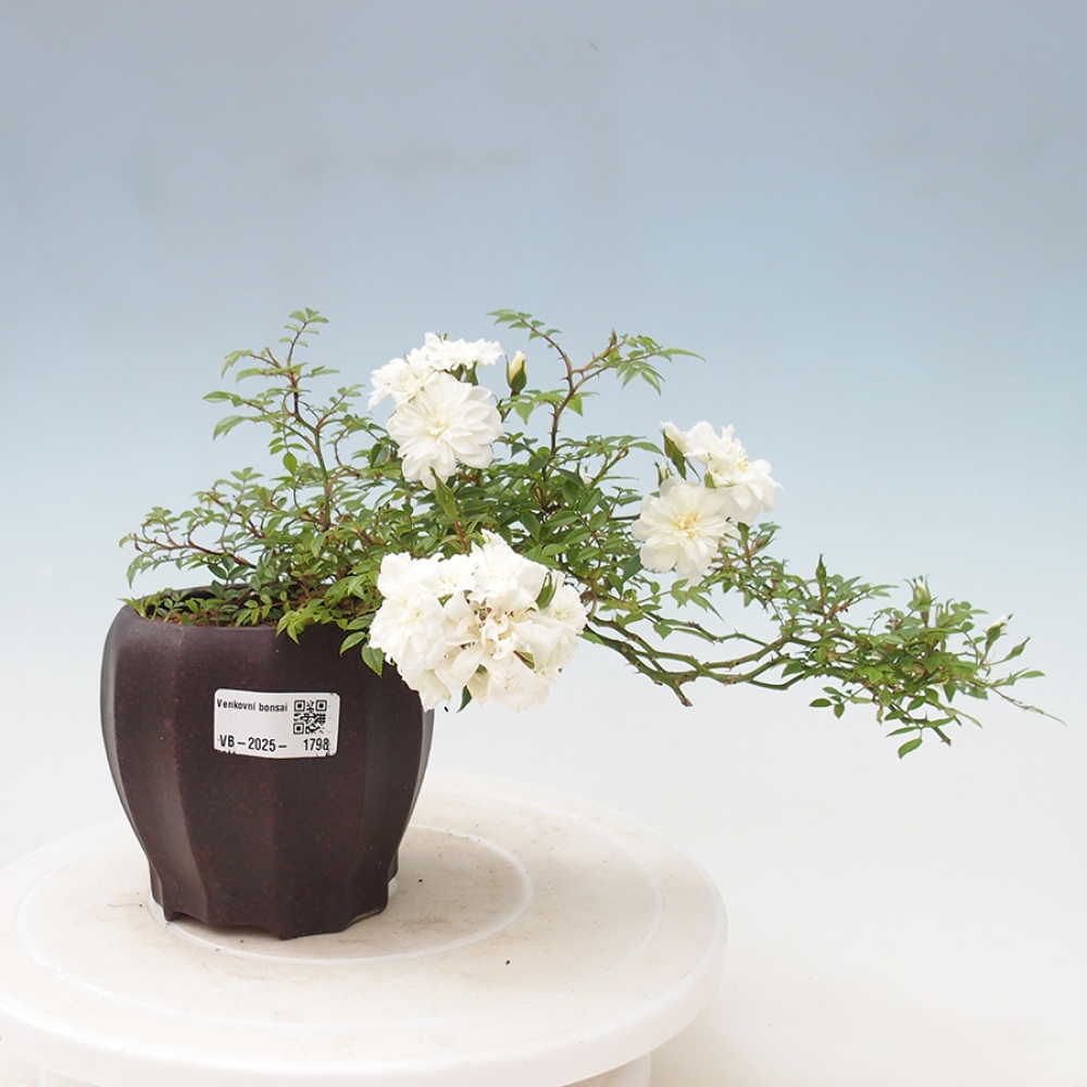 Venkovní bonsai - Rosa Sea Foam -  růže