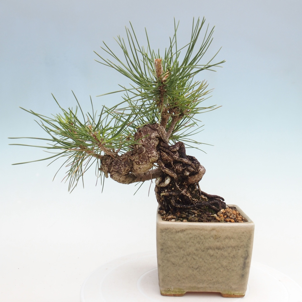 Venkovní bonsai - Pinus thunbergii - Borovice thunbergova