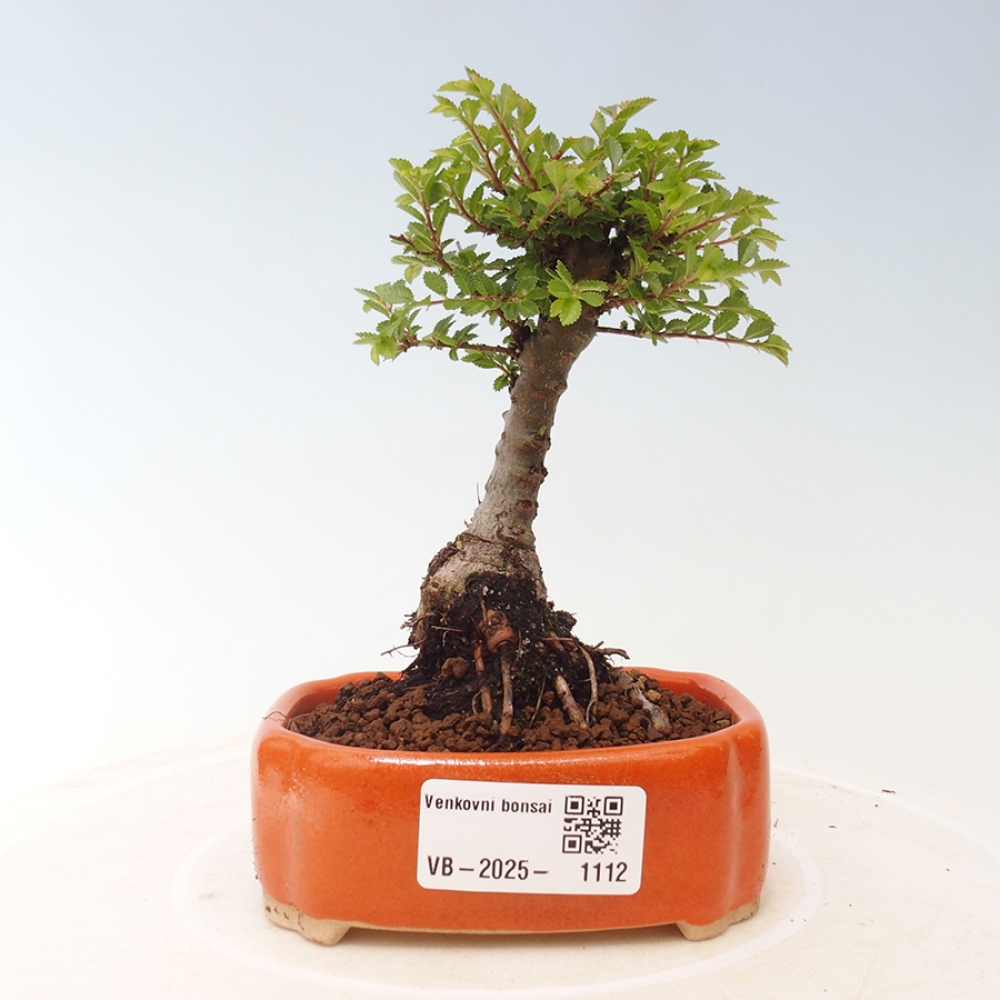 Venkovní bonsai - Ulmus parvifolia Sagei - Malolistý jilm
