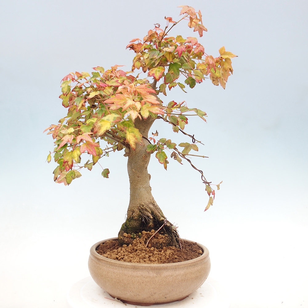 Venkovní bonsai - Acer Buergerianum - Javor Burgerův