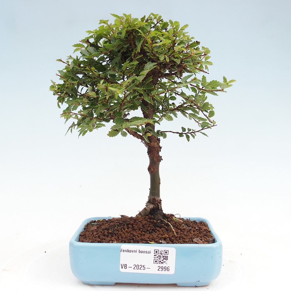 Venkovní bonsai - Ulmus parvifolia Sagei - Malolistý jilm