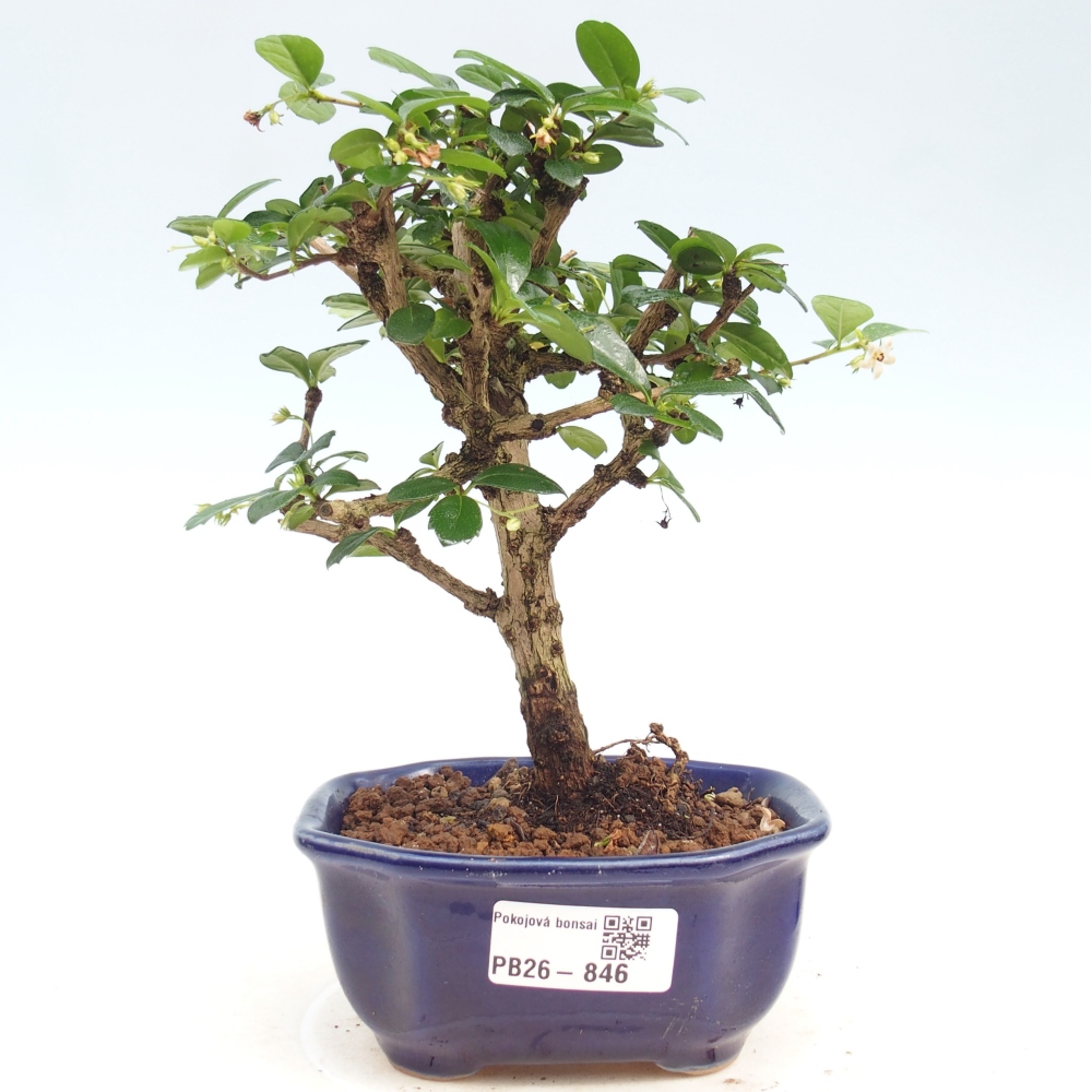 Pokojová bonsai - Carmona macrophylla - Čaj fuki