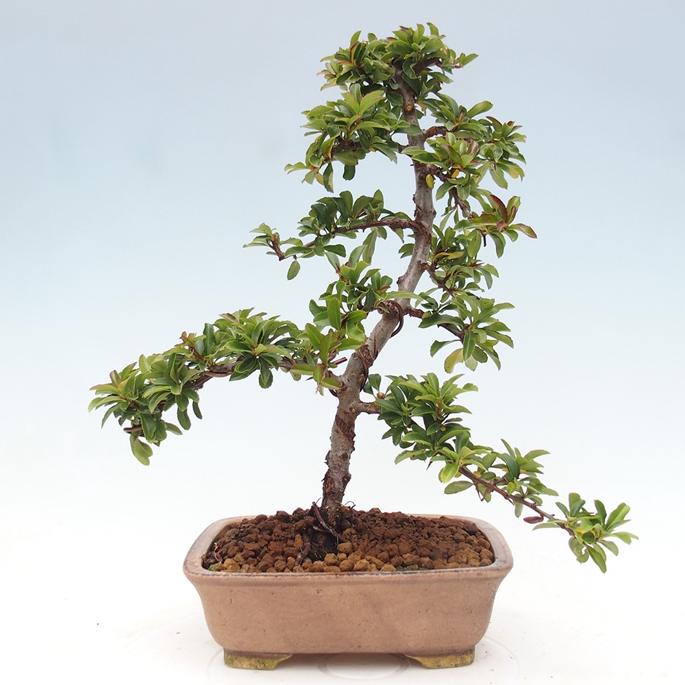 Venkovní bonsai-Pyracanta Teton -Hlohyně