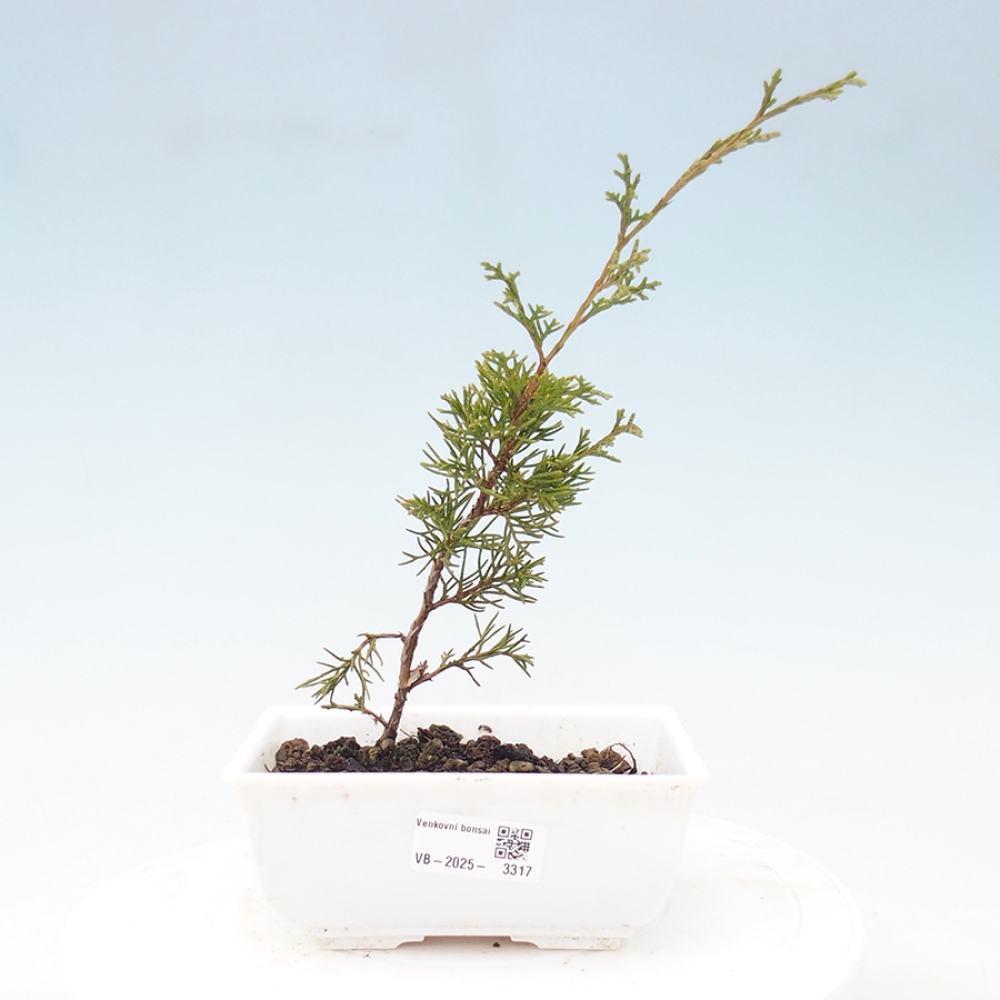 Venkovní bonsai - Juniperus chinensis Itoigawa -Jalovec čínský