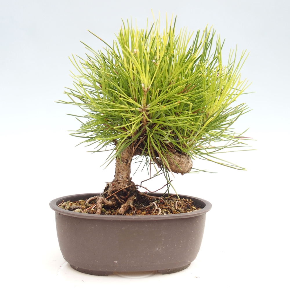 Venkovní bonsai - Pinus thunbergii - Borovice thunbergova