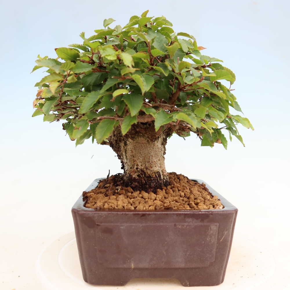 Venkovní bonsai -Carpinus Coreana - Habr korejský