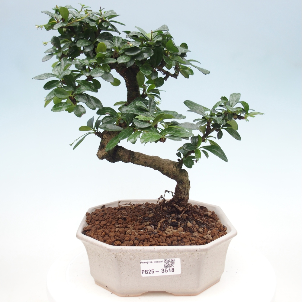 Pokojová bonsai - Carmona macrophylla - Čaj fuki