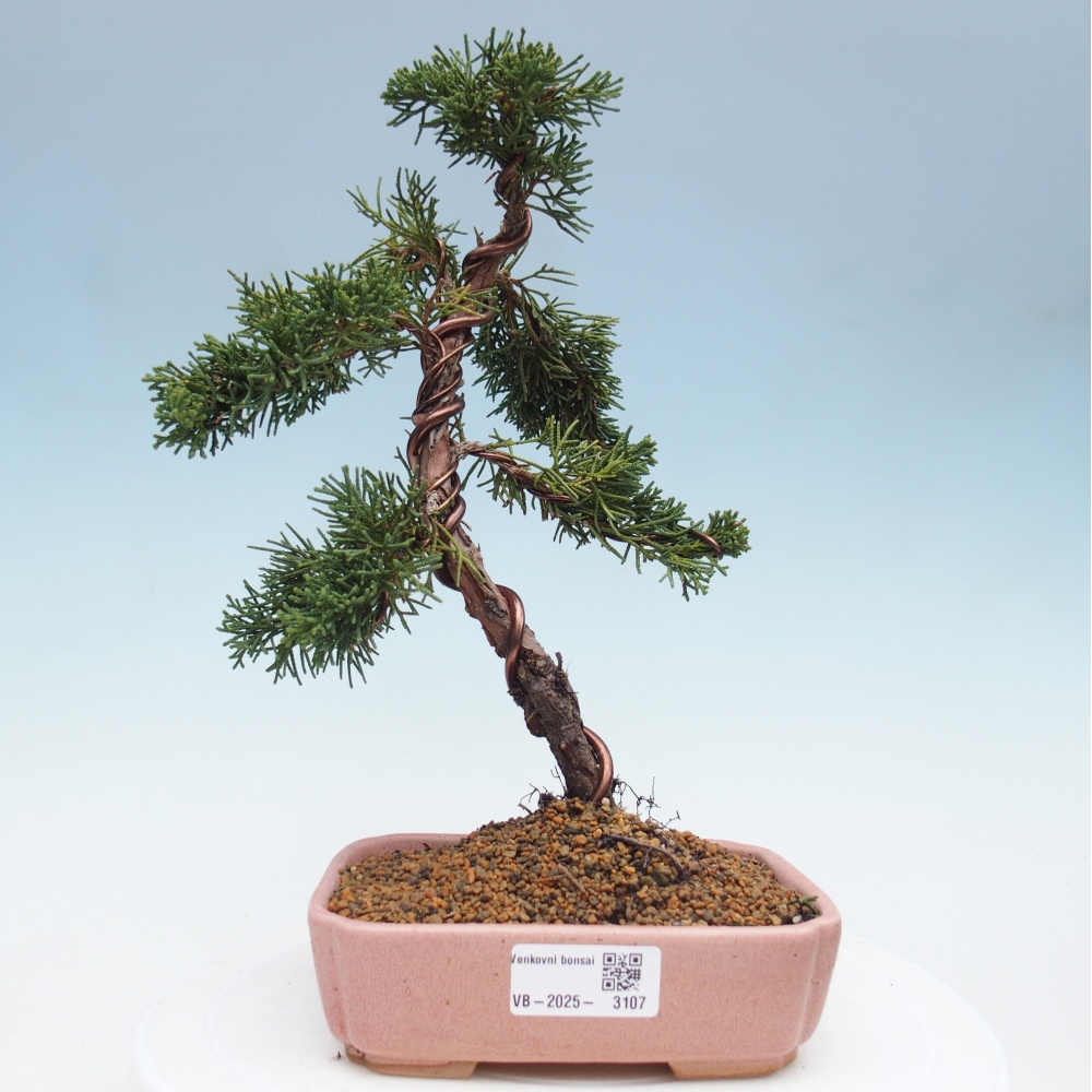 Venkovní bonsai - Juniperus chinensis Kishu -Jalovec čínský