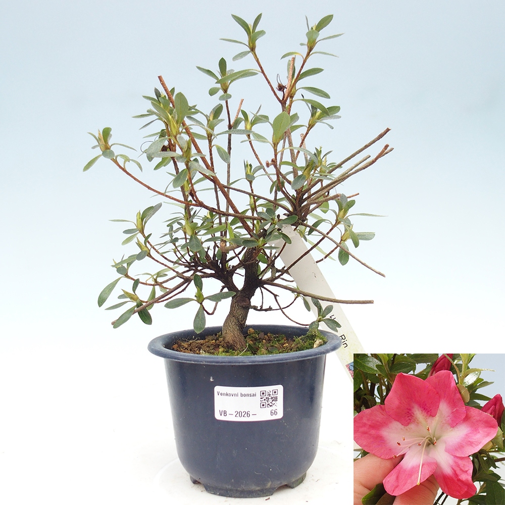 Venkovní bonsai - Japonská azalka - Azalea Rin