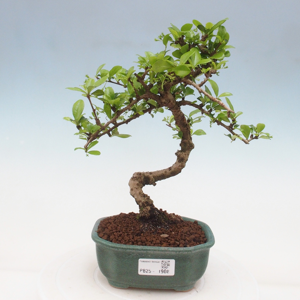Pokojová bonsai - Carmona macrophylla - Čaj fuki