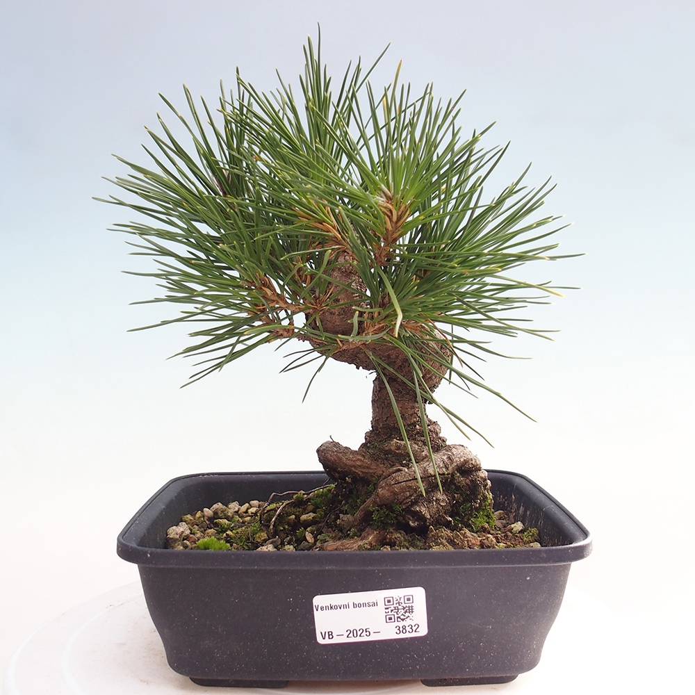 Venkovní bonsai - Pinus thunbergii - Borovice thunbergova
