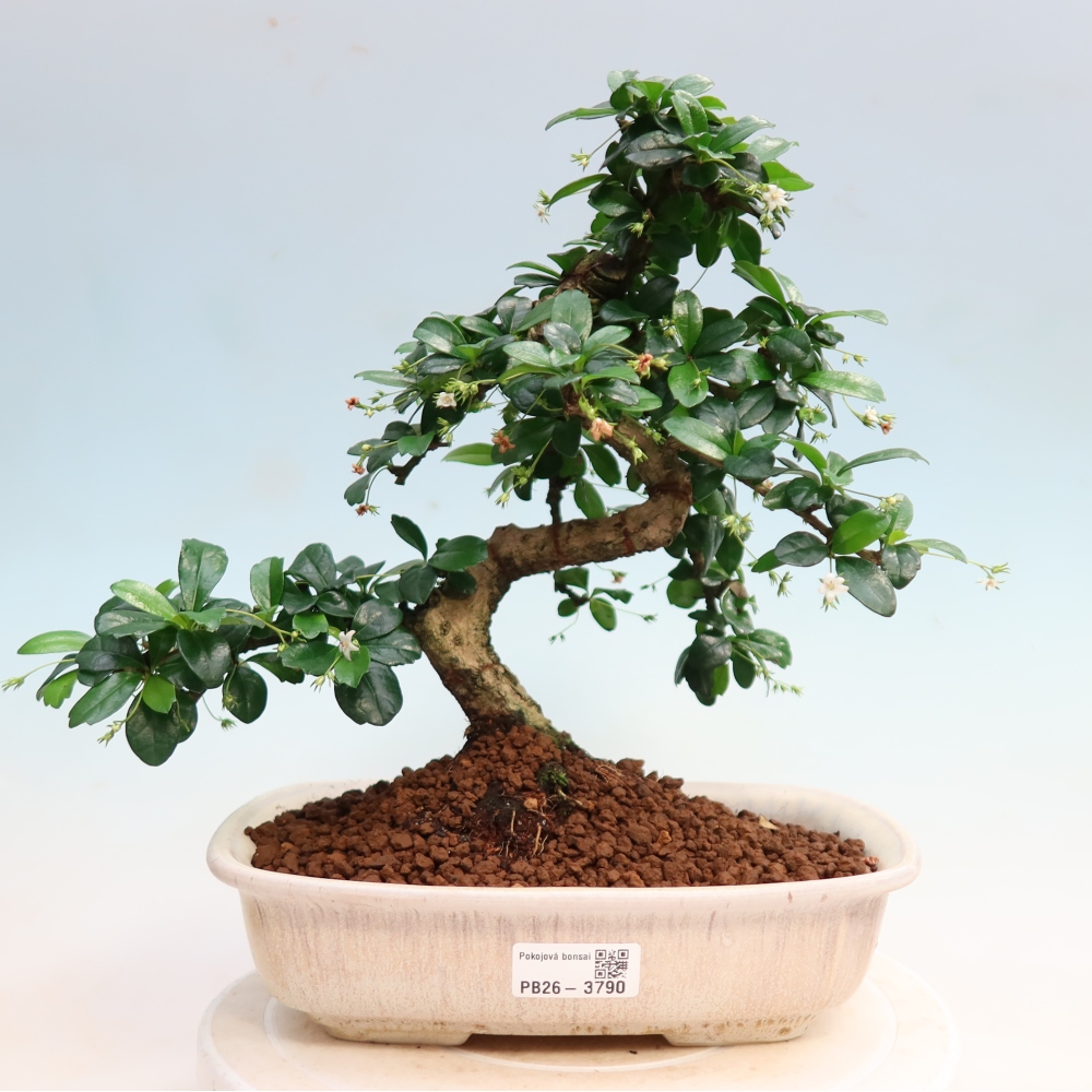 Pokojová bonsai - Carmona macrophylla - Čaj fuki
