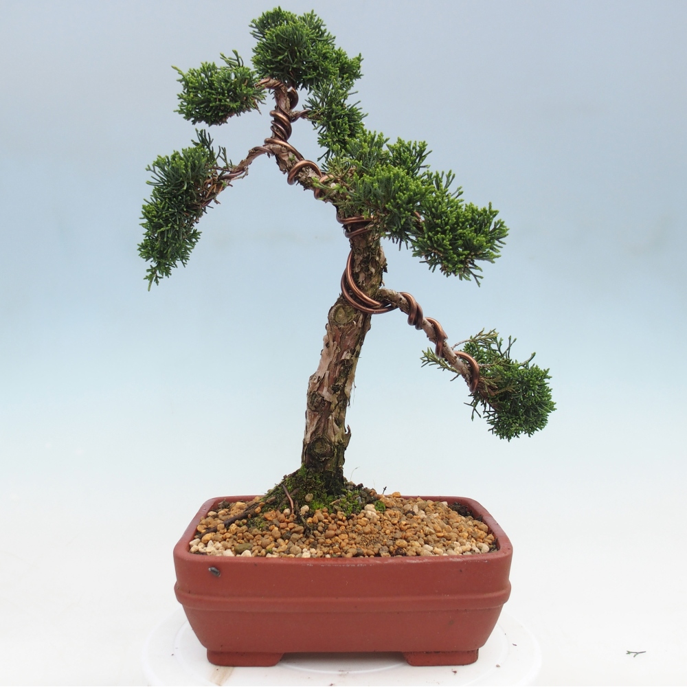 Venkovní bonsai - Juniperus chinensis Kishu -Jalovec čínský