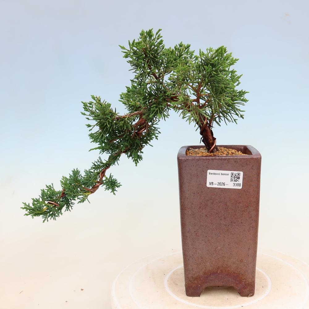Venkovní bonsai - Juniperus chinensis Kishu -Jalovec čínský