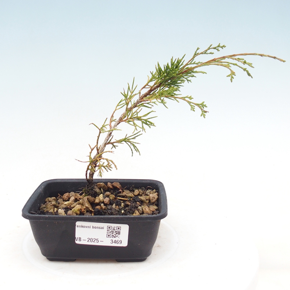 Venkovní bonsai - Juniperus chinensis Itoigawa -Jalovec čínský