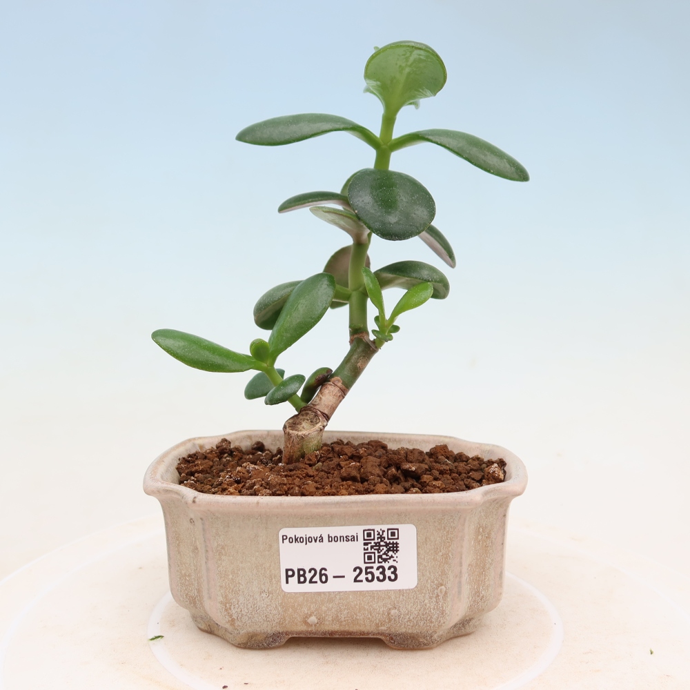 Pokojová bonsai - Portulakaria Afra - Tlustice
