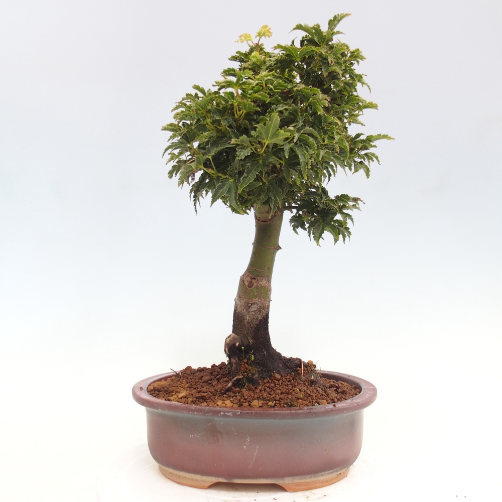 Venkovní bonsai -Javor dlanitolistý Acer palmatum Shishigashira