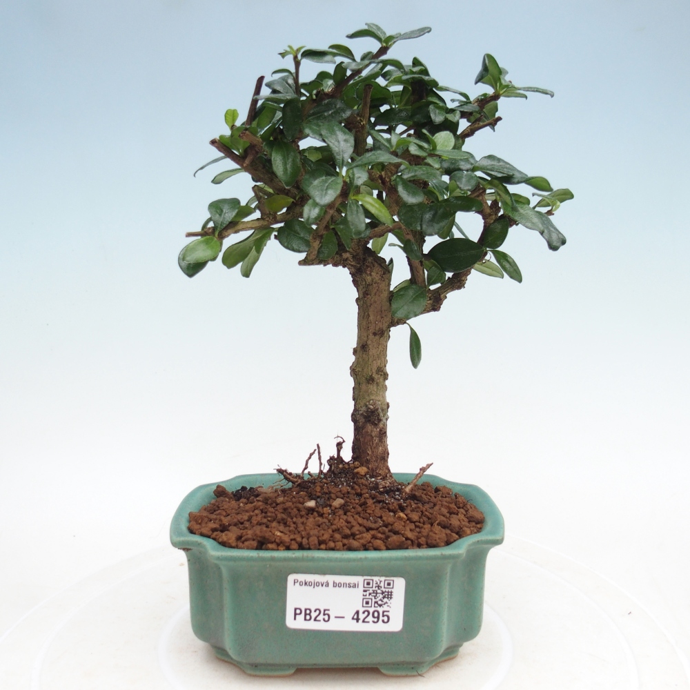 Pokojová bonsai - Carmona macrophylla - Čaj fuki