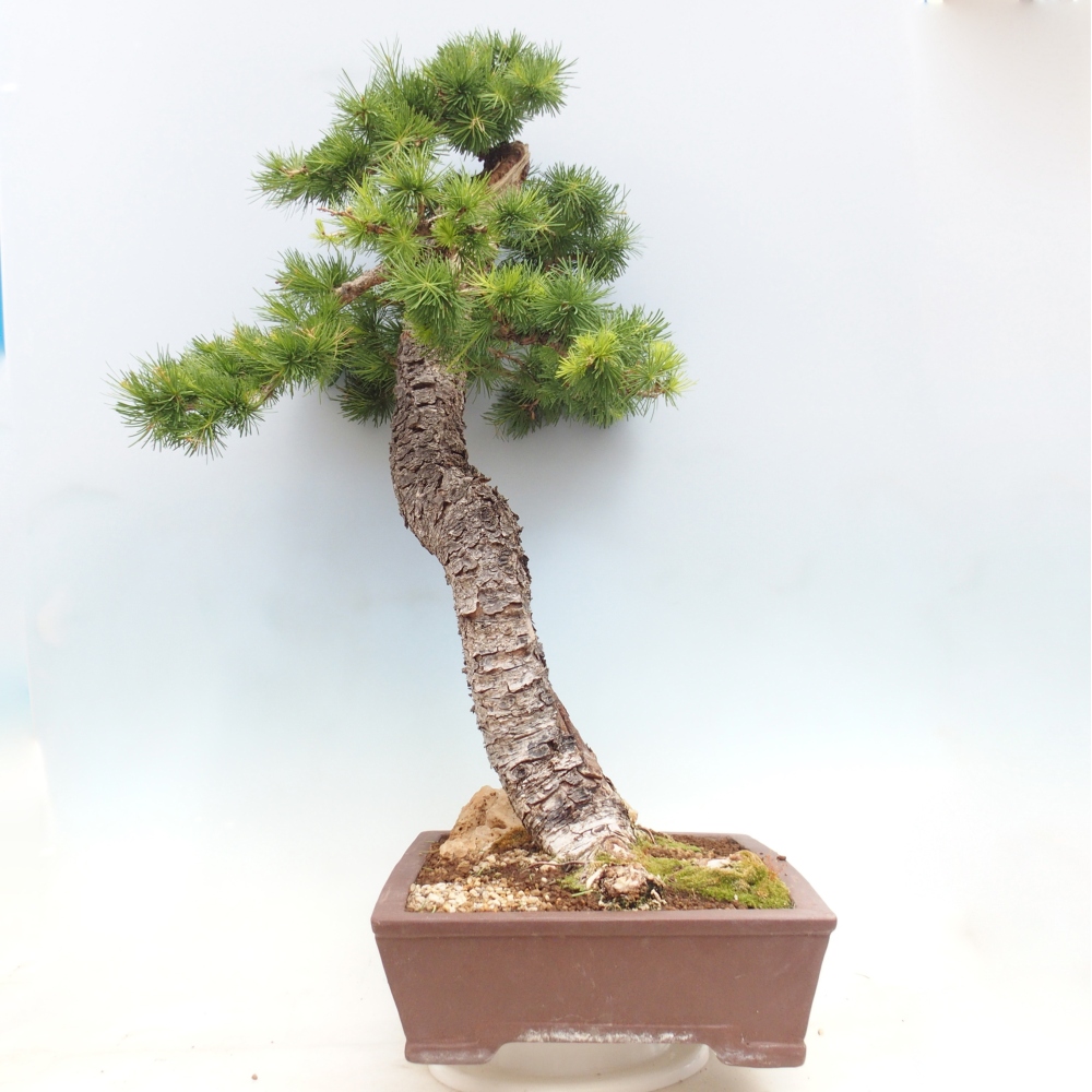 Venkovní bonsai -Larix decidua - Modřín opadavý 