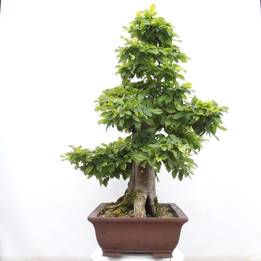 Venkovní bonsai - Habr obecný - Carpinus betulus