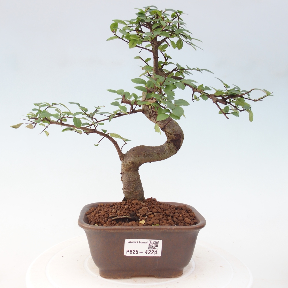 Pokojová bonsai - Ulmus parvifolia - Malolistý jilm