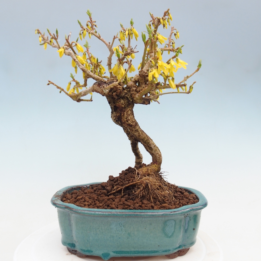 Venkovní bonsai - Zlatice - Forsythia koreana
