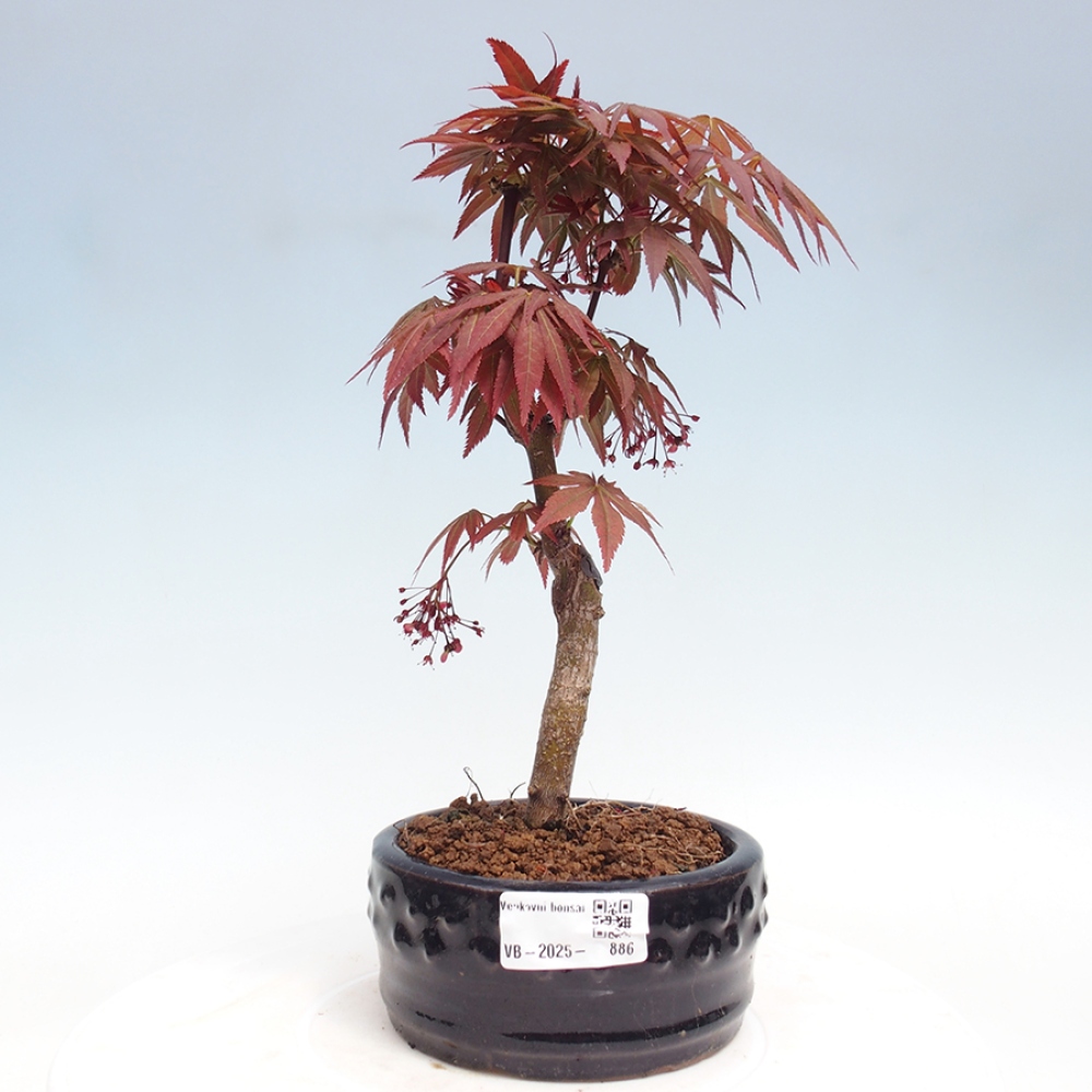 Venkovní bonsai - Acer palm. Atropurpureum-Javor dlanitolistý