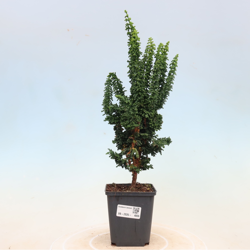 Venkovní bonsai - Cham. obtusa SEKKA HINOKI - Cypřišek