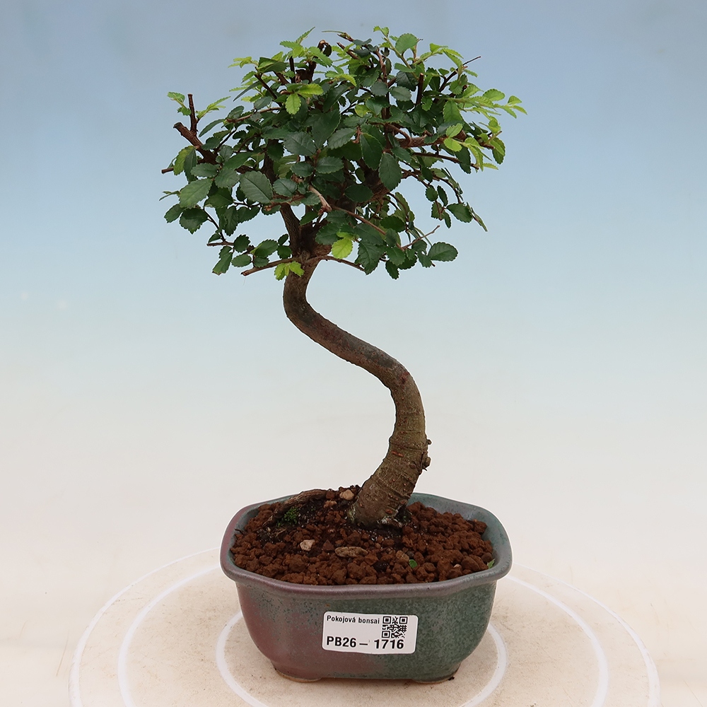Pokojová bonsai - Ulmus parvifolia - Malolistý jilm