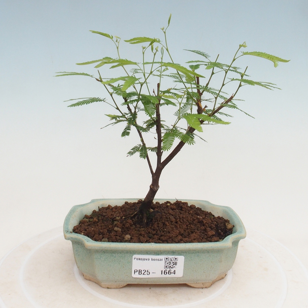 Pokojová bonsai-Calliandra surinamensis Dixie Pink - Kaliandra Suriámská