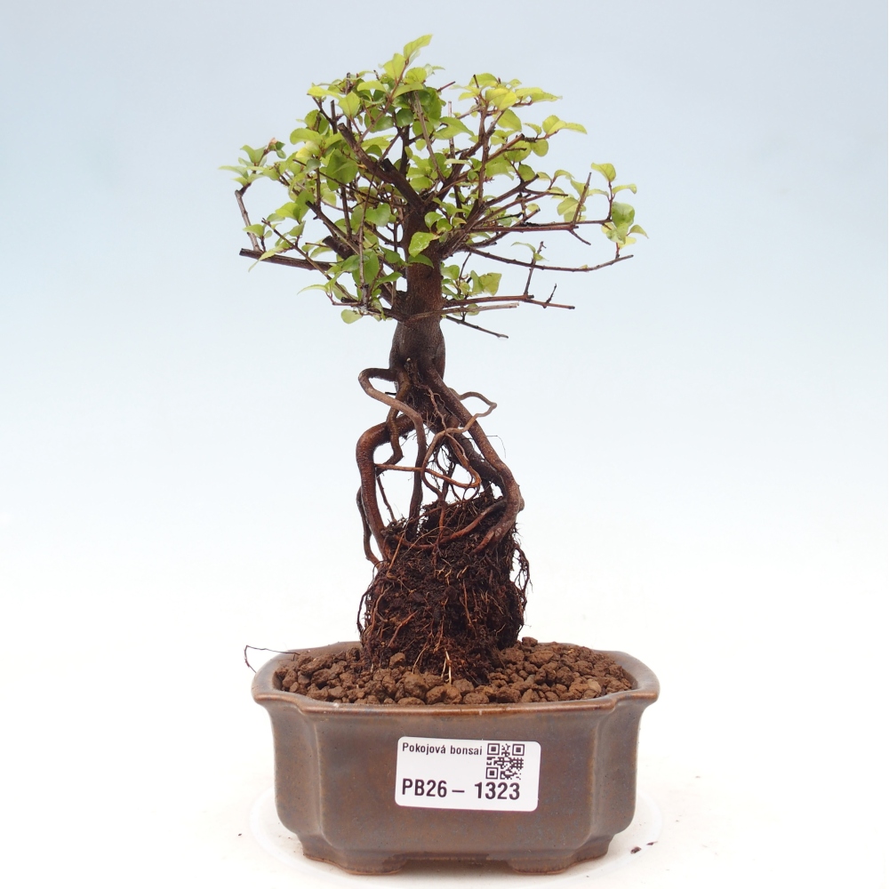 Pokojová bonsai - Sagerécie thea - Sagerécie thea