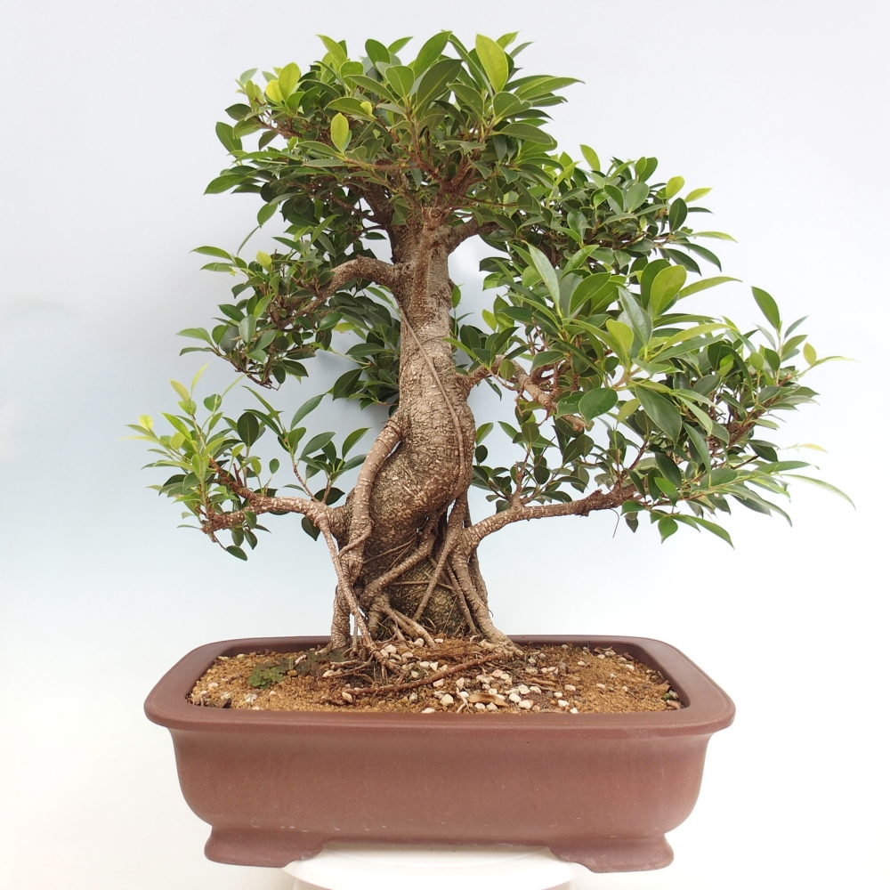 Pokojová bonsai - Ficus kimmen -  malolistý fíkus - POUZE OSOBNÍ ODBĚR nebo paletová přeprava