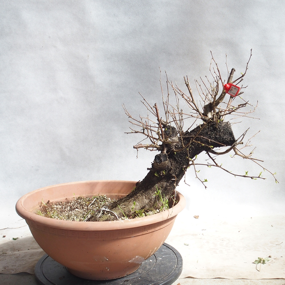 Venkovní bonsai -Mahalebka - Prunus mahaleb