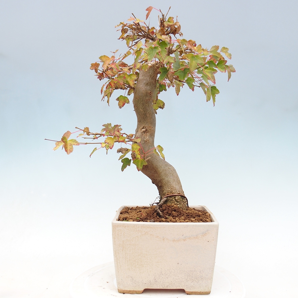 Venkovní bonsai - Acer Buergerianum - Javor Burgerův