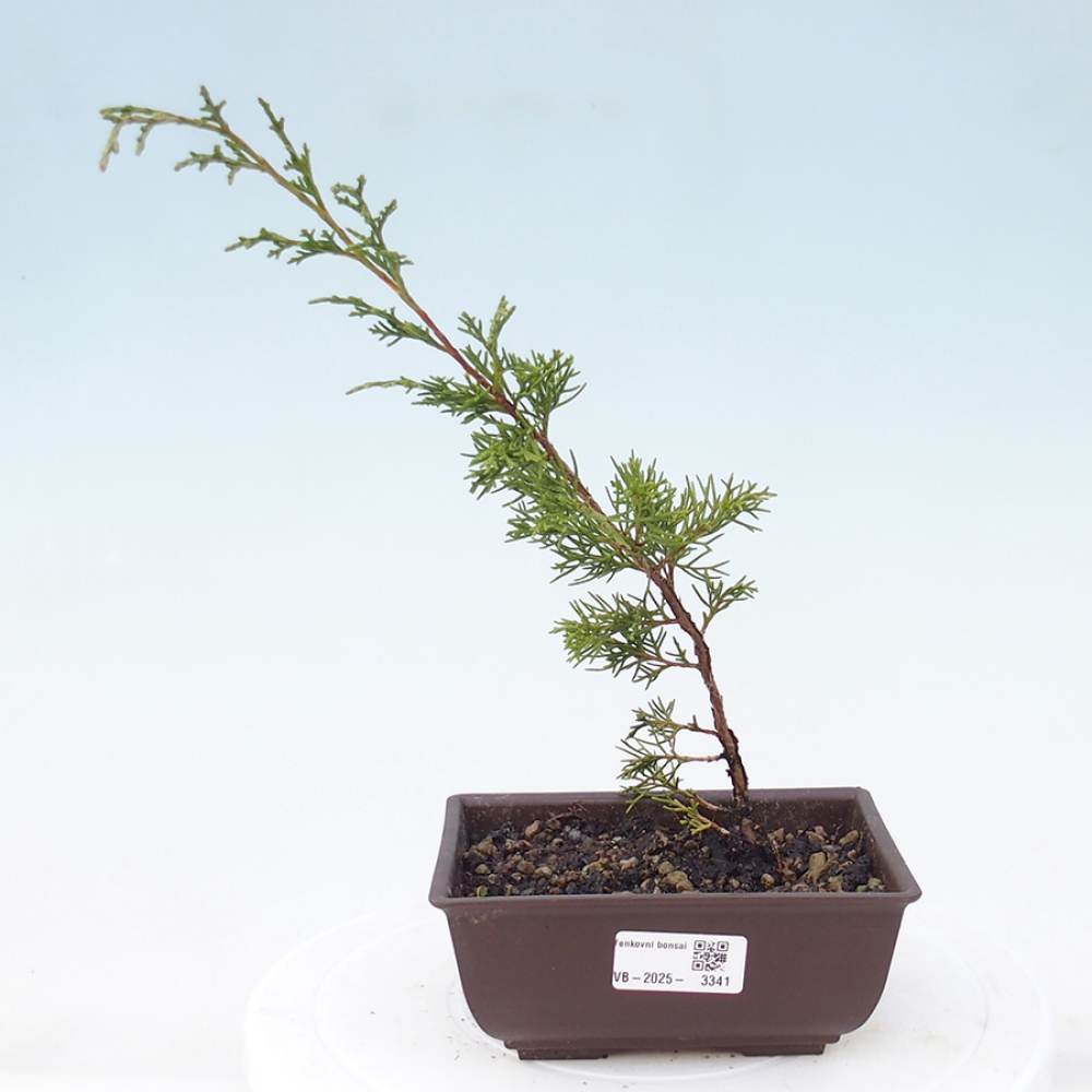 Venkovní bonsai - Juniperus chinensis Itoigawa -Jalovec čínský