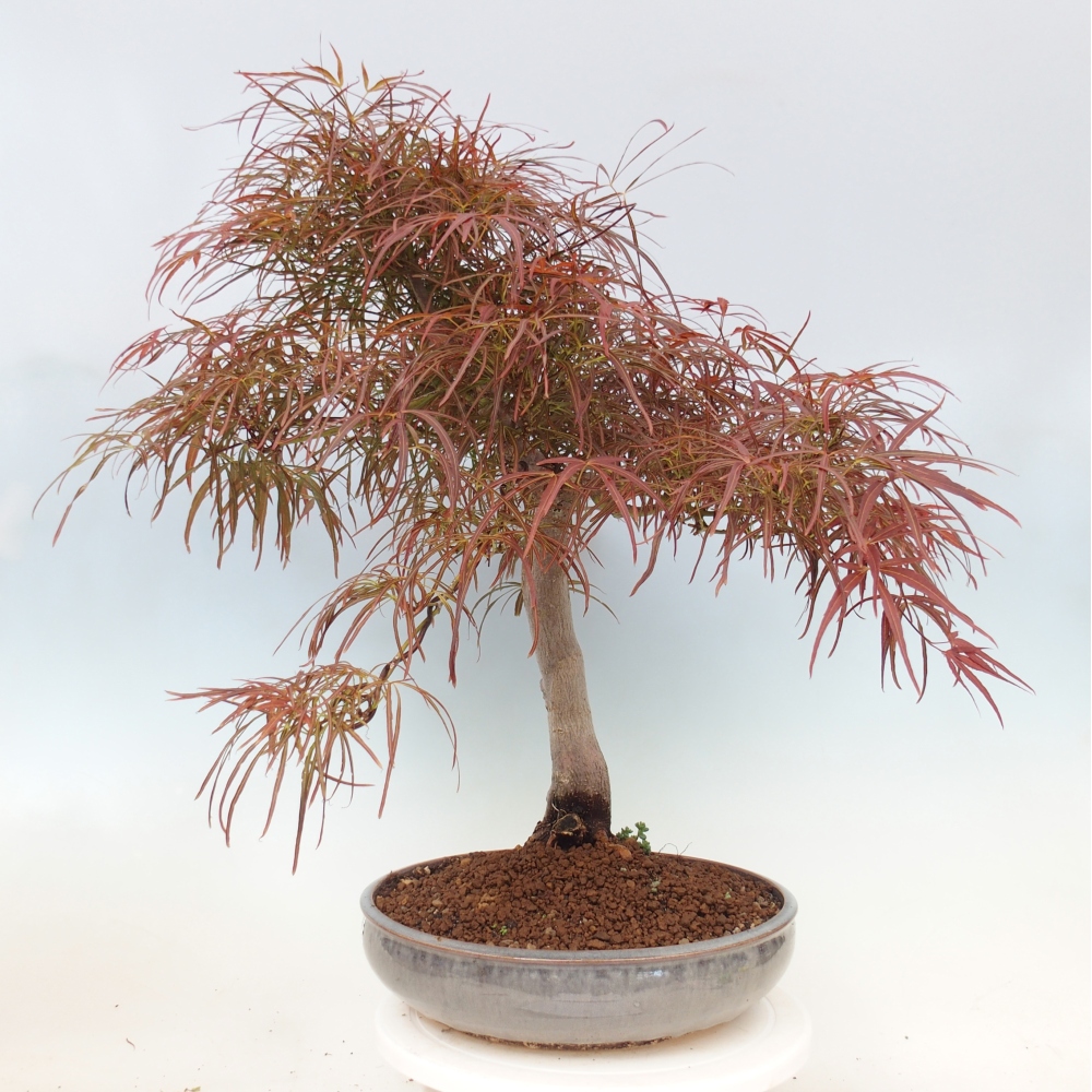 Venkovní bonsai - Javor dlanitolistý - Acer palmatum RED PYGMY