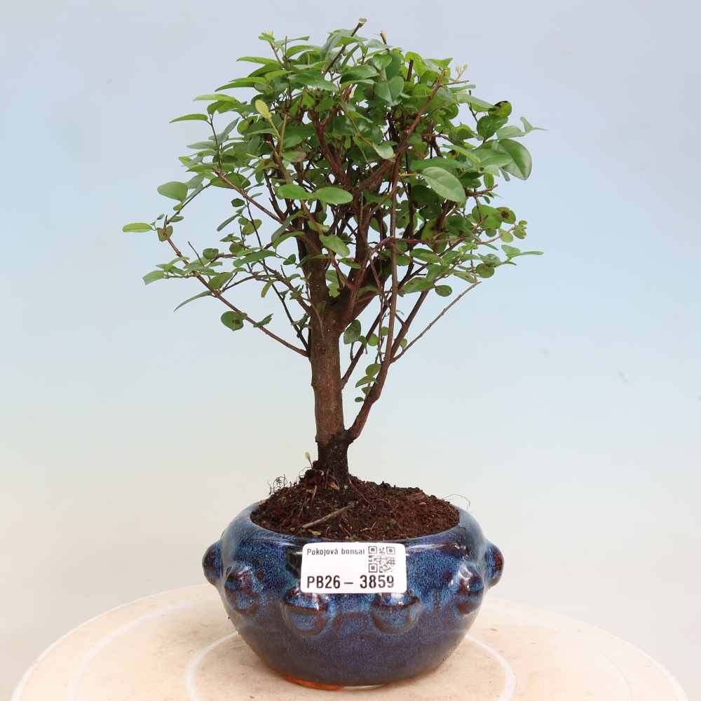 Pokojová bonsai - Sagerécie thea - Sagerécie thea