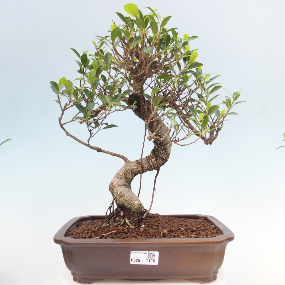 Pokojová bonsai - Ficus kimmen -  malolistý fíkus