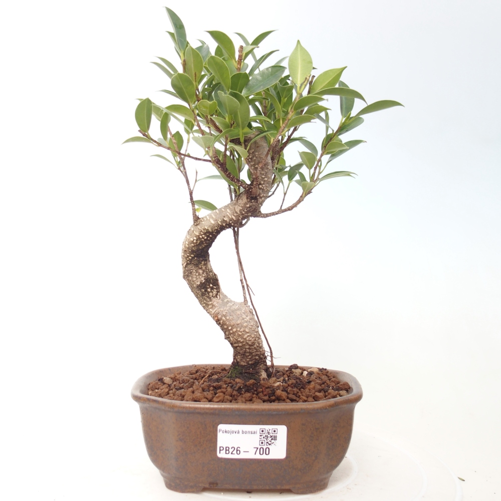 Pokojová bonsai - Ficus retusa -  malolistý fíkus