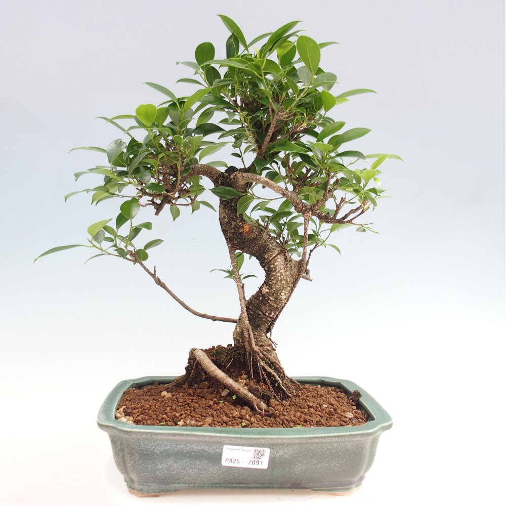 Pokojová bonsai - Ficus kimmen -  malolistý fíkus