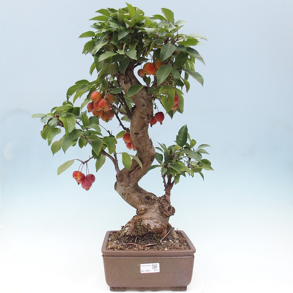 Venkovní bonsai -Malus halliana - Maloplodá jabloň