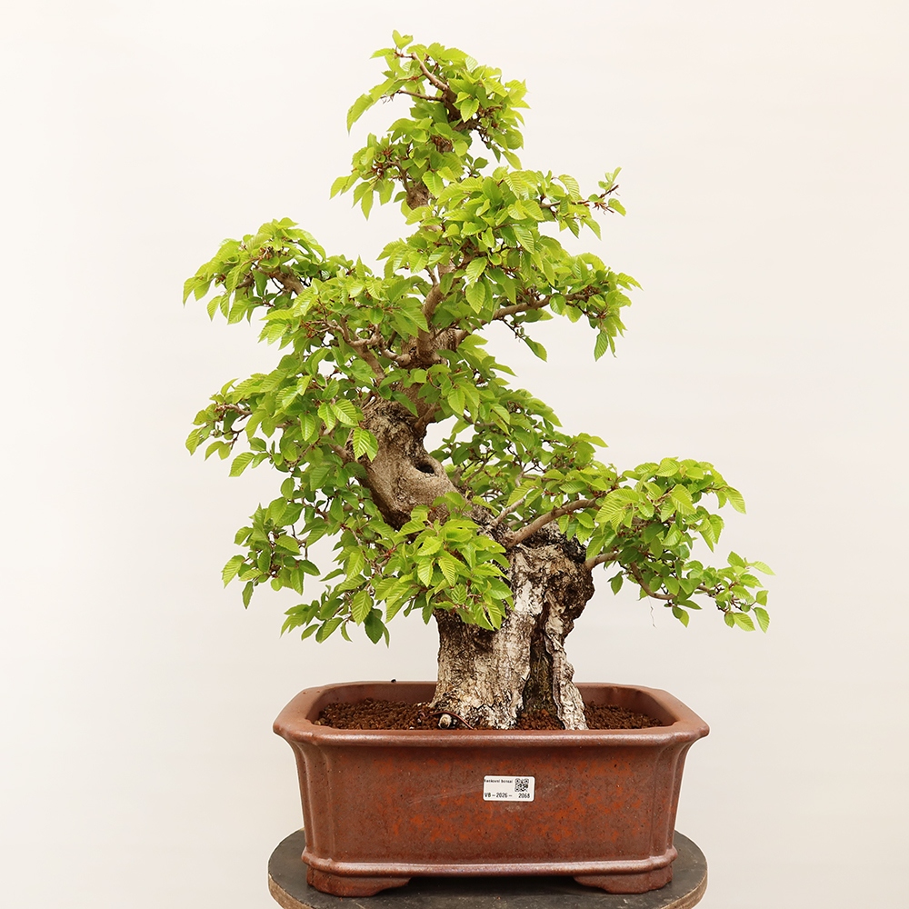 Venkovní bonsai -Carpinus Coreana - Habr korejský