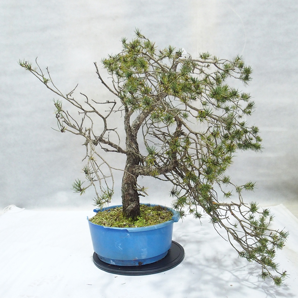 Yamadori - Pinus sylvestris 