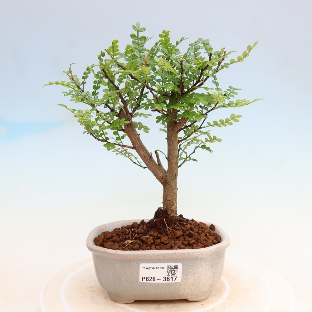 Pokojová bonsai - Zantoxylum piperitum - Pepřovník