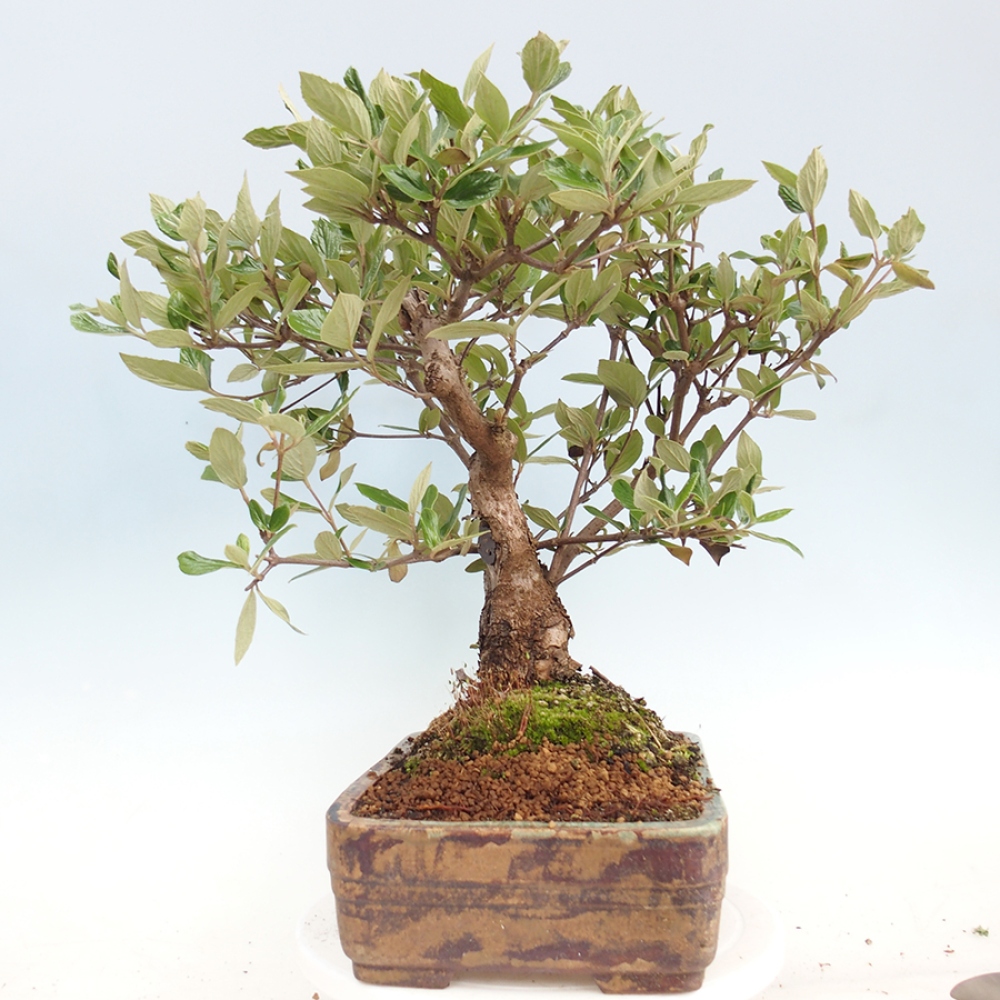 Venkovní bonsai-Kalina Bodnanská - Viburum carlesii hemsi