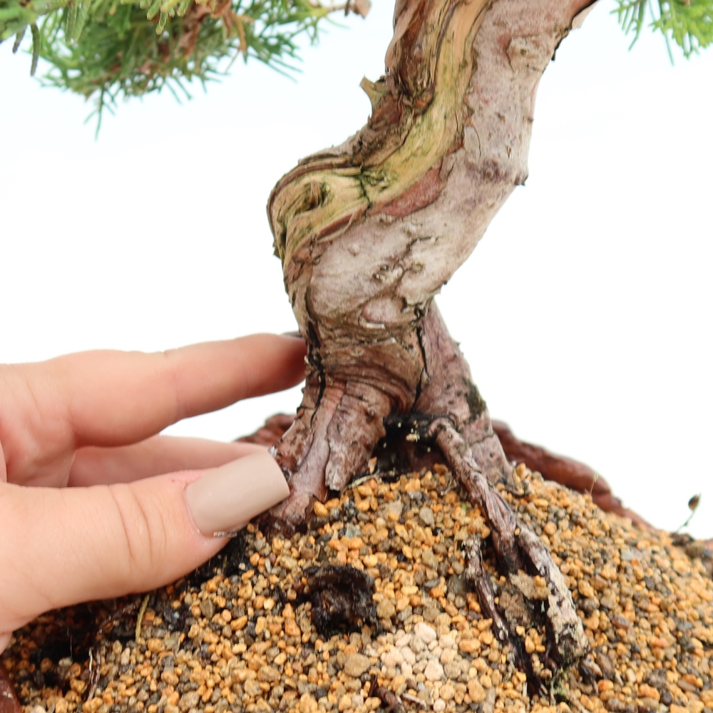 Venkovní bonsai - Juniperus chinensis Itoigawa-Jalovec čínský