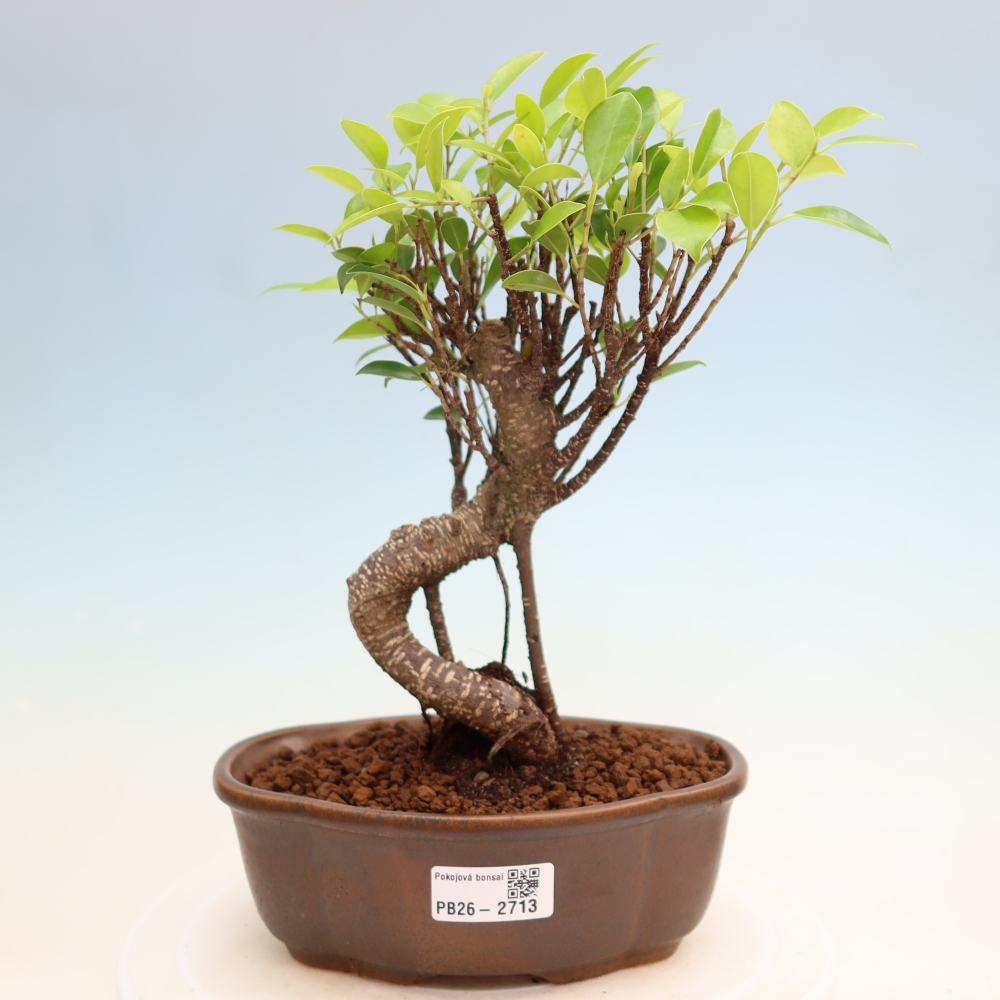 Pokojová bonsai - Ficus kimmen -  malolistý fíkus