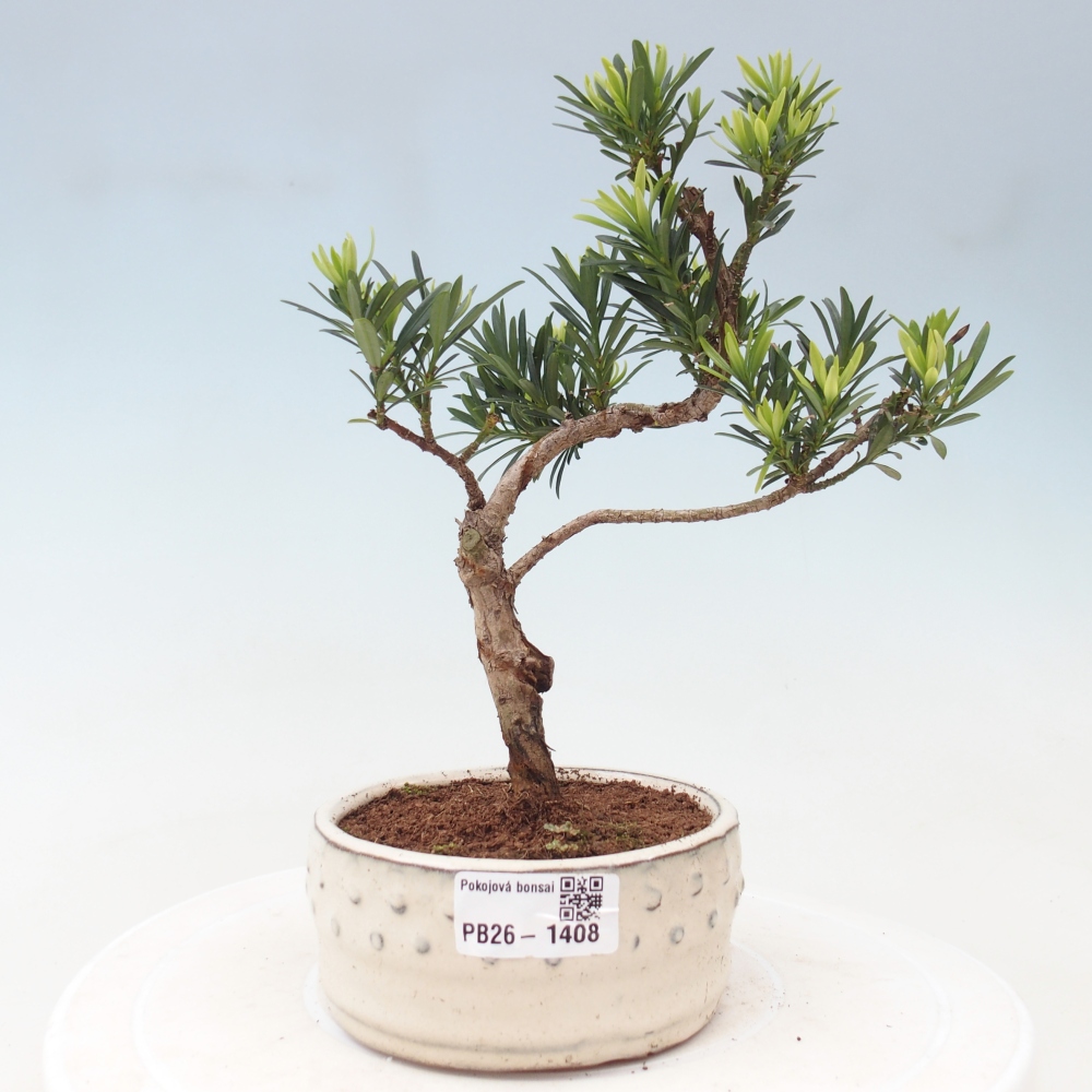 Pokojová bonsai - Podocarpus - Kamenný tis