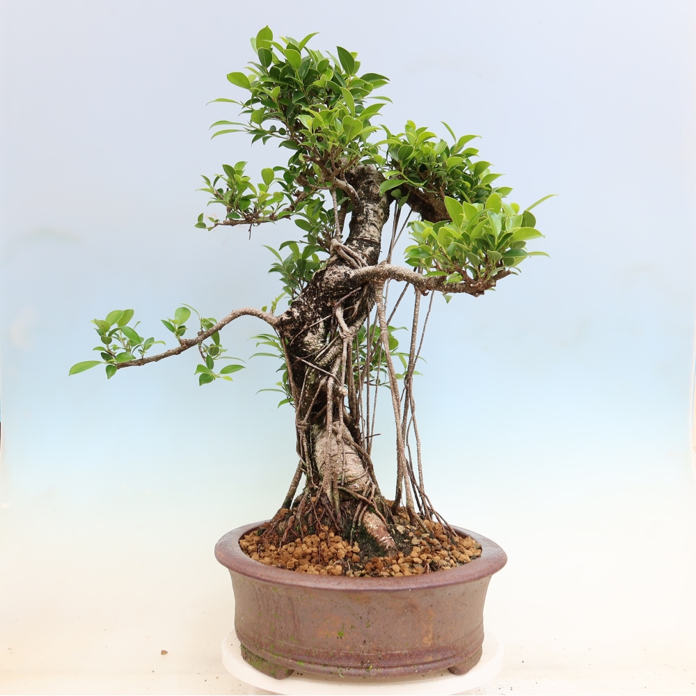 Pokojová bonsai - Ficus kimmen -  malolistý fíkus