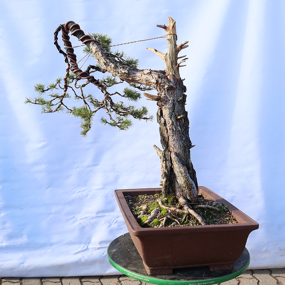 Pinus sylvestris Španělsko - borovice lesní